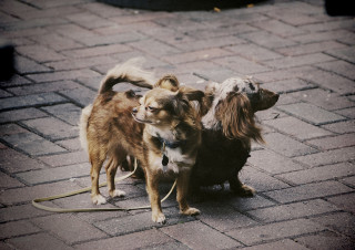 Buddies